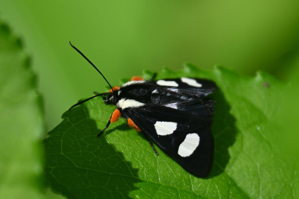 2025-05168611 Broad Meadow Brook, MA.JPG - Eight-spotted Forester Moth (Alypia octomaculata). Broad Meadow Brook Wildlife Sanctuary, MA, 5-16-2025